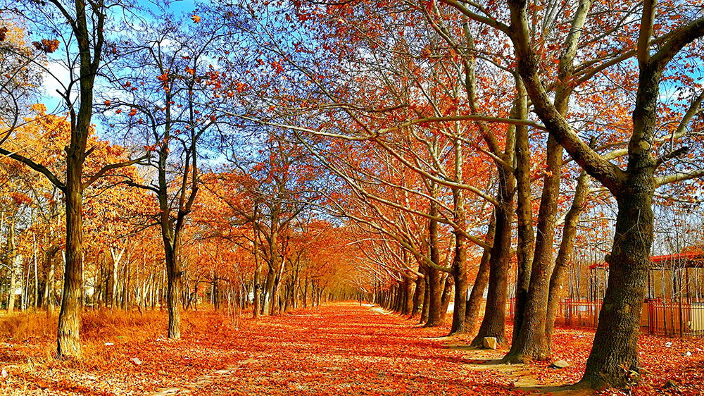 fall clean-up services